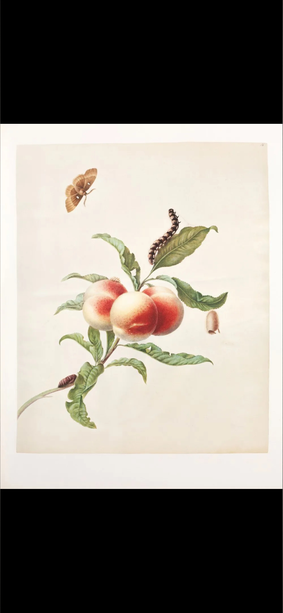 ๐Pepper๐ banner image