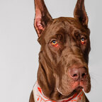 Rosie avatar
