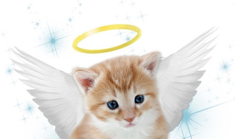 Kitten cover image