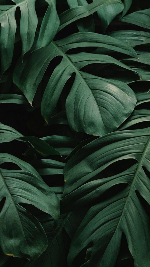 🤠 cover image