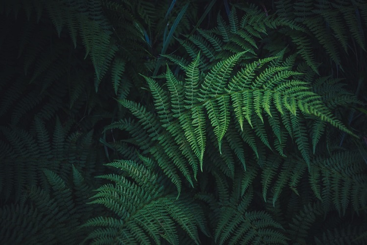 πΏ this green garden π banner image