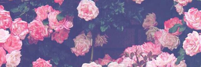 Ally cover image