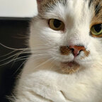 Thomson The Cat avatar