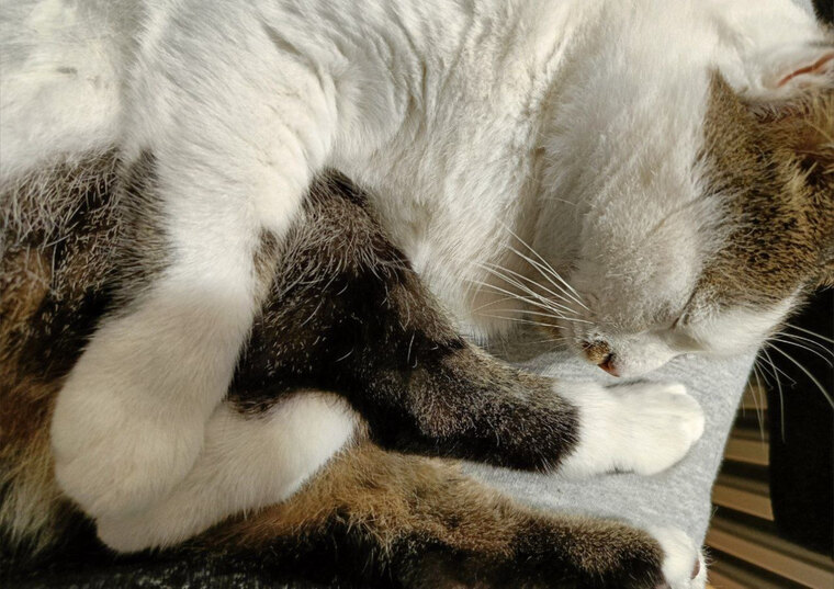 Thomson The Cat cover image
