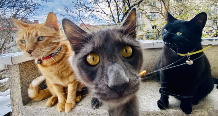 Three of the dumbest flufs cover image