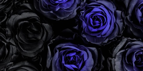 JJ cover image
