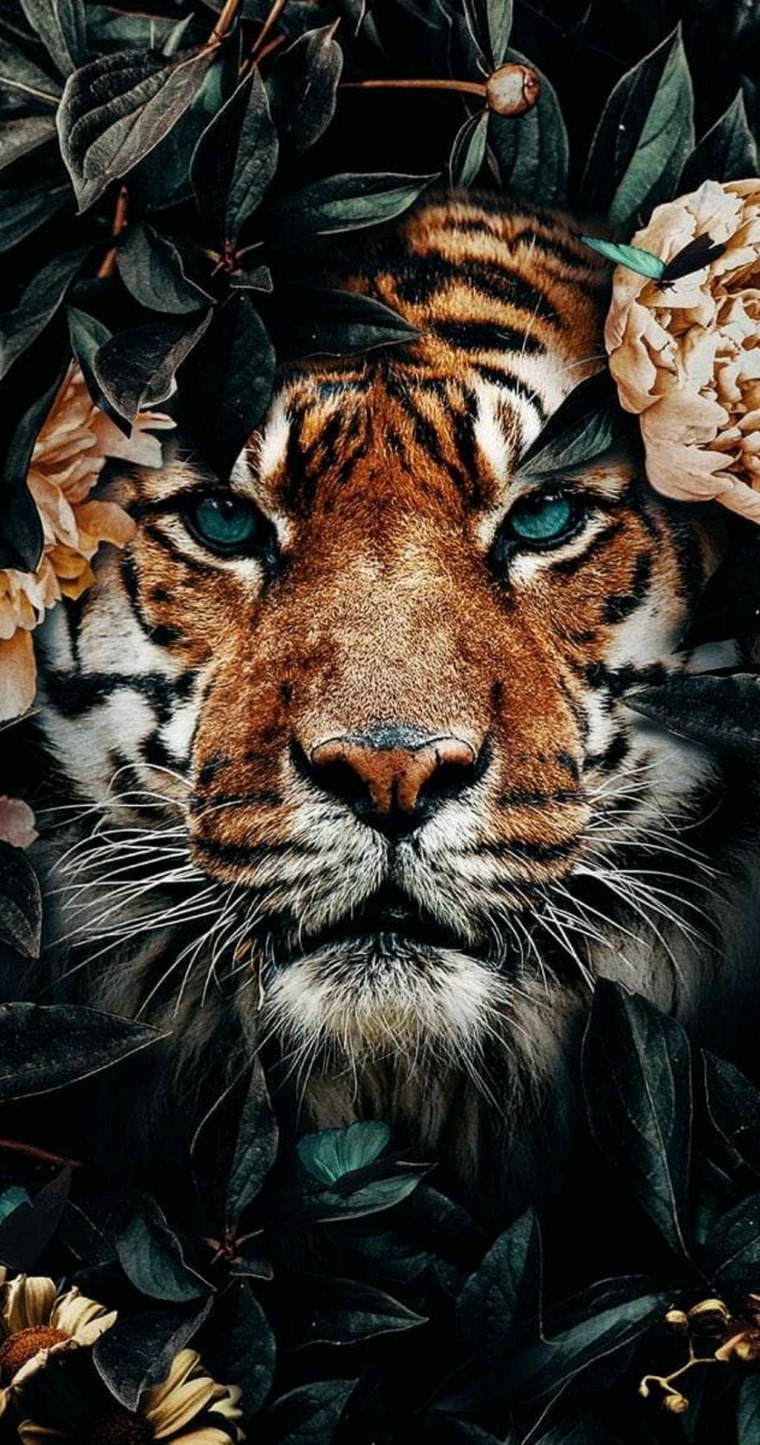 Tigerliz cover image