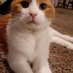 TofuKitty avatar