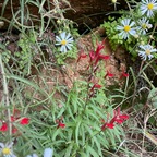 TomB avatar