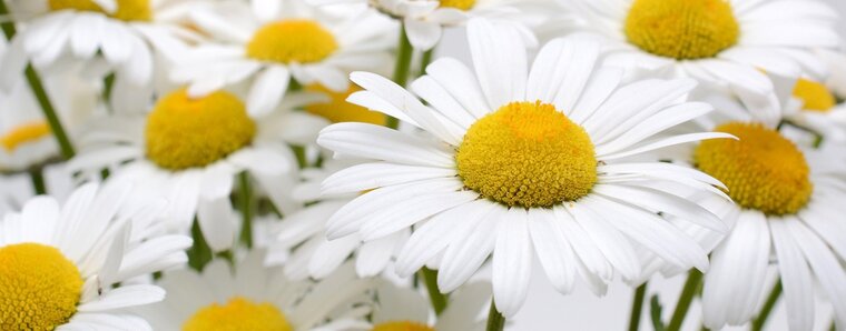 Daisy cover image