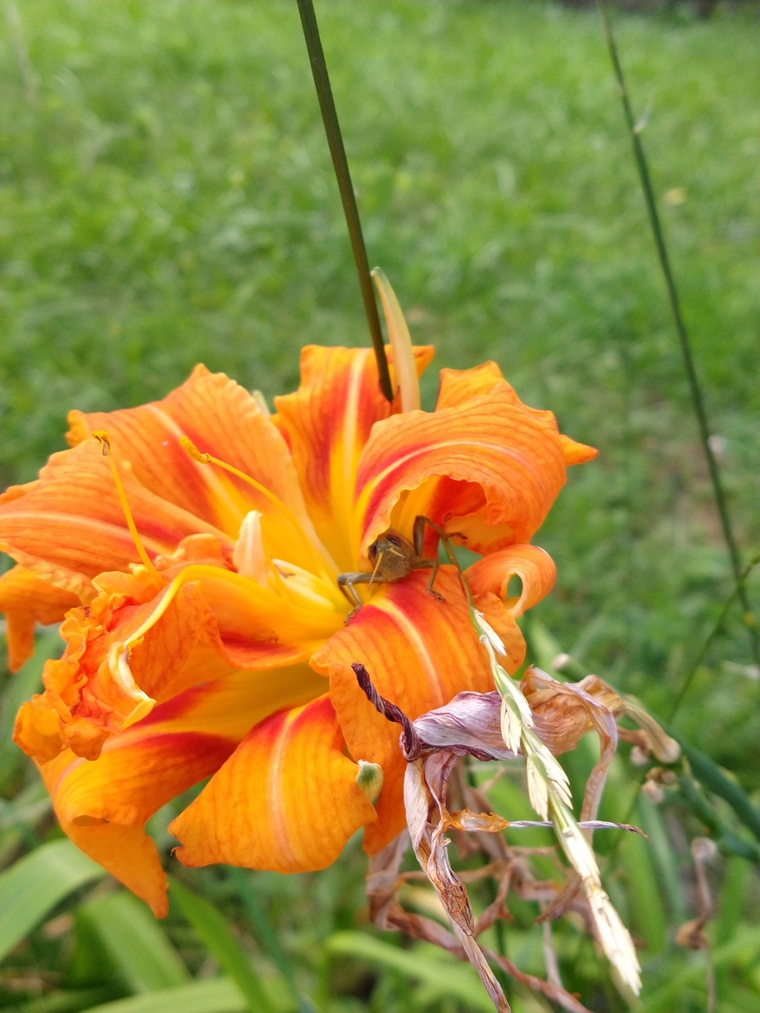 Torie banner image
