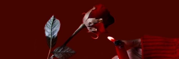 Trixie banner image