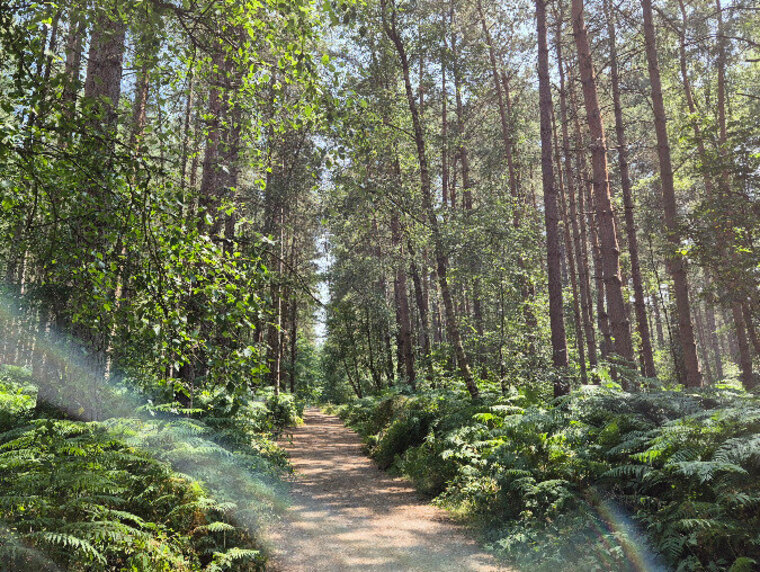 TrailToes banner image