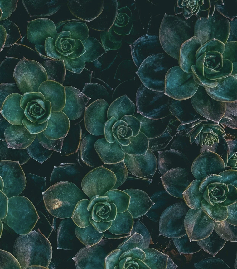 Ollie G. cover image