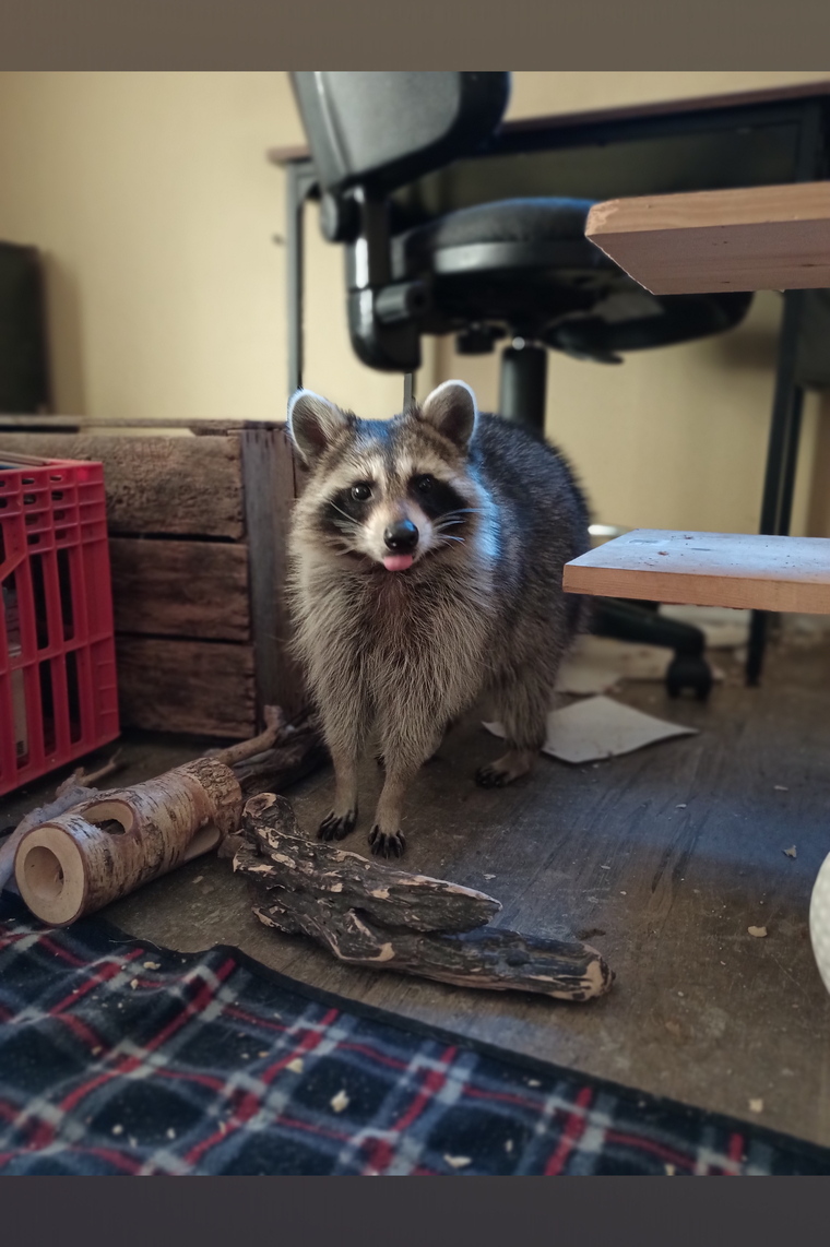 Trashy_Racc banner image