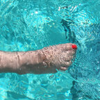 Traveling Toes avatar