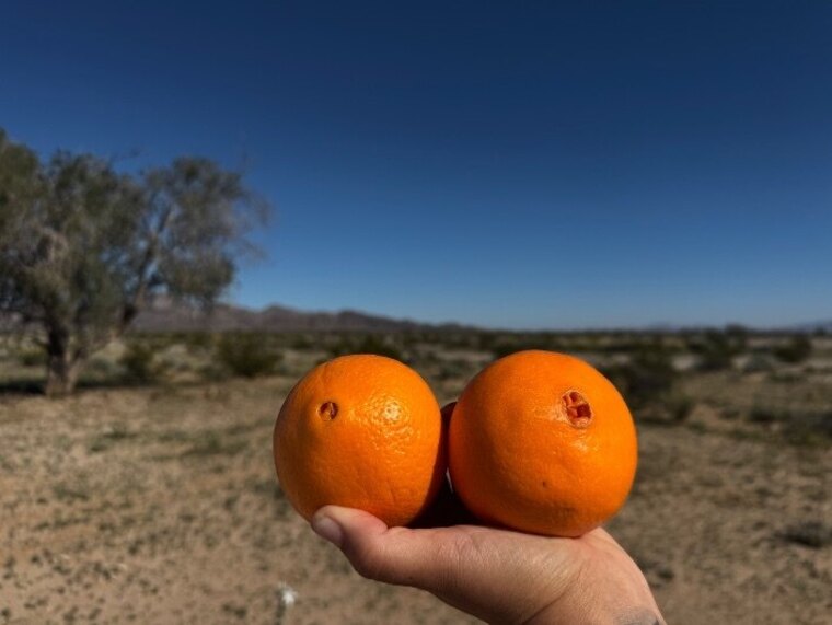 Traveling Tits Out cover image