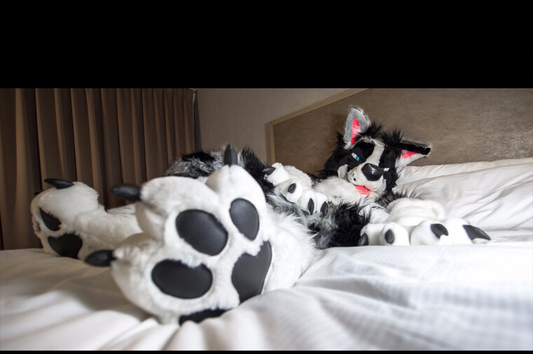 Trip E Collie banner image
