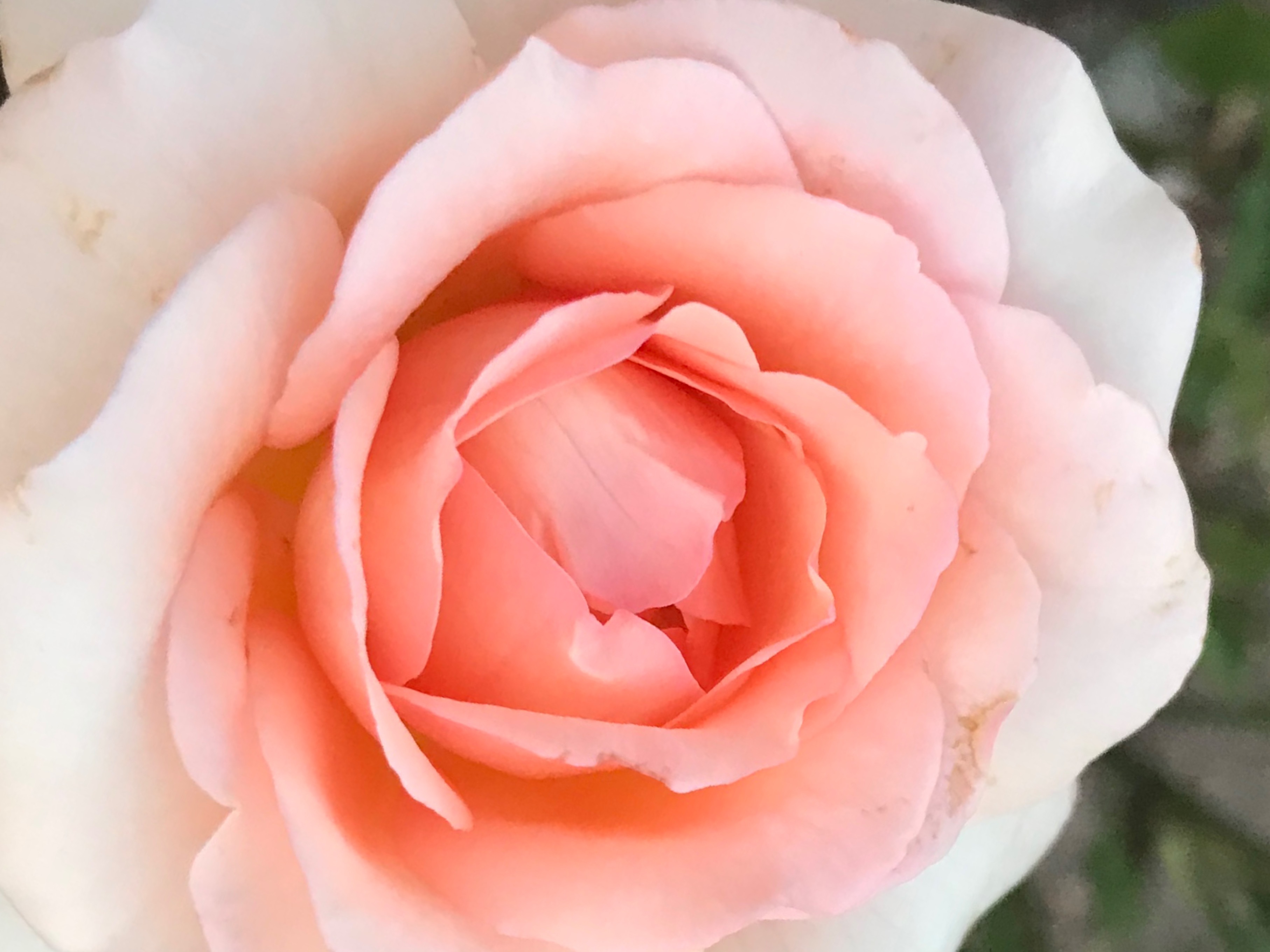 tulip🌷 banner image