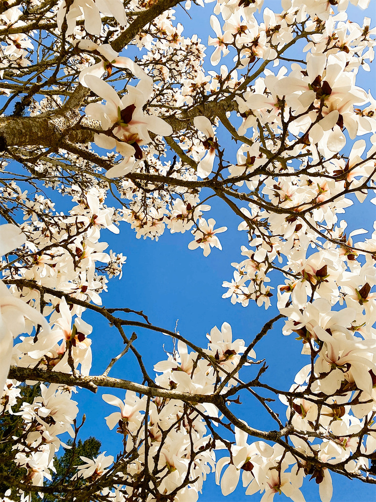 Tulips-lovee banner image