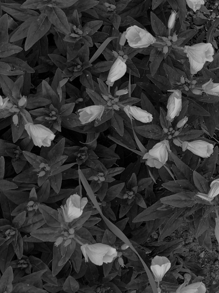 tvoya_htyvka cover image