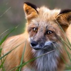 Twinky Fox avatar