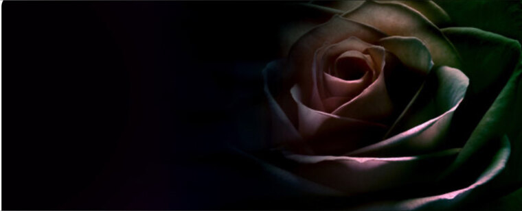 Ginger6 banner image