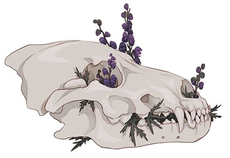 Black Dhalia banner image
