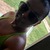 Mistress Steph avatar
