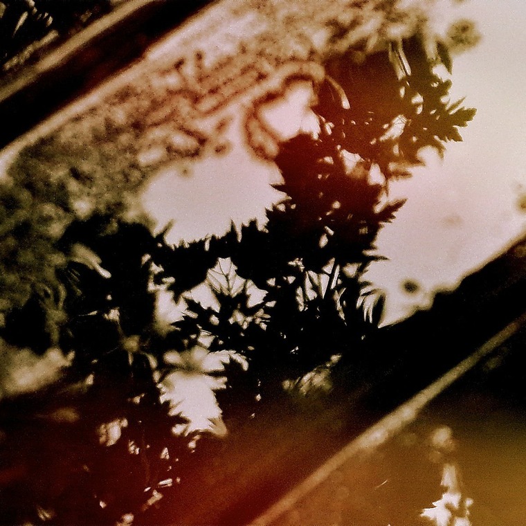 Baby Panda221 cover image