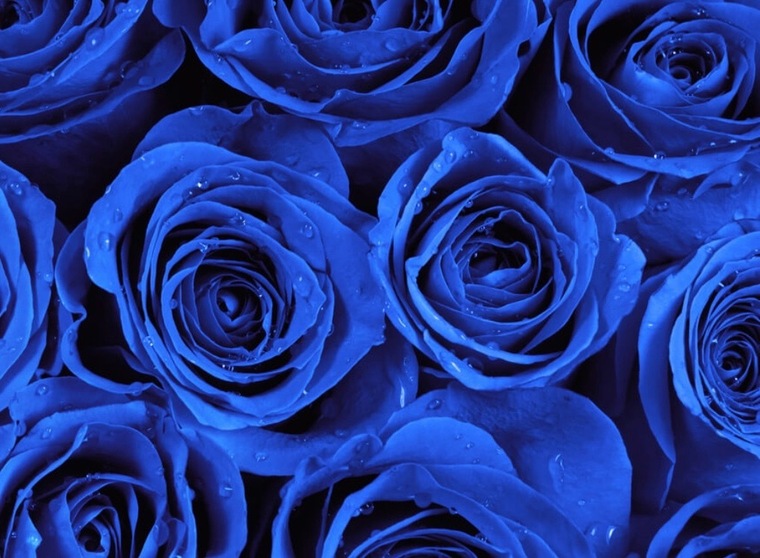 Alexandra cover image
