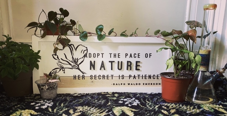 Plantbaby banner image