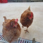 Hen life avatar