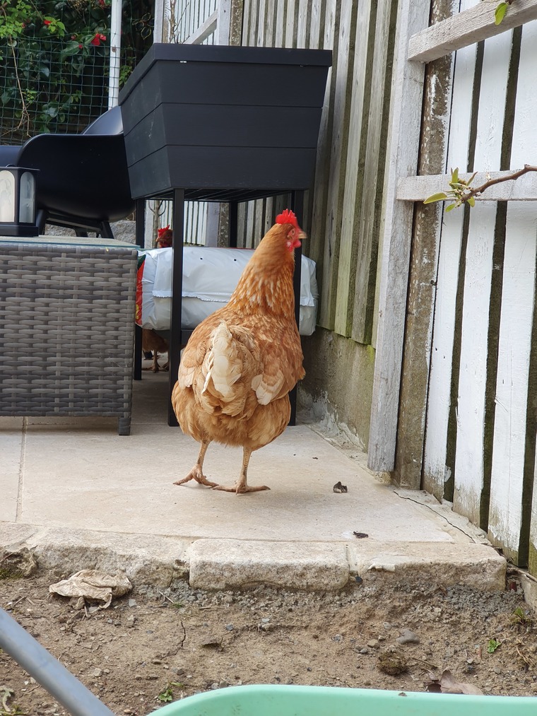Hen life cover image
