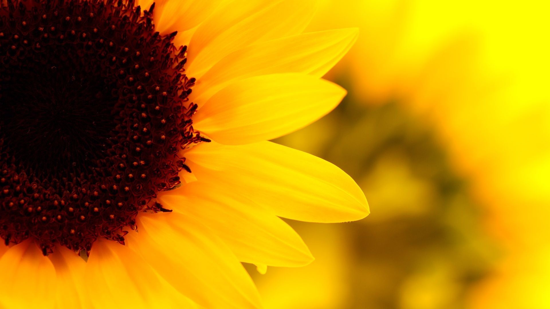 Luna Riley banner image
