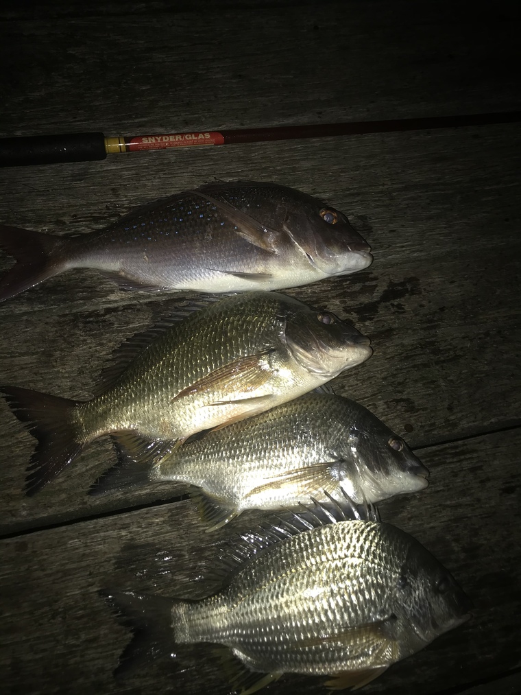 Basic fishing cover image
