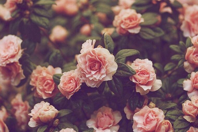 PeachyScarlett banner image