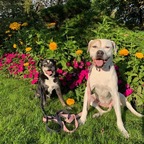 Rusty and Sugar avatar