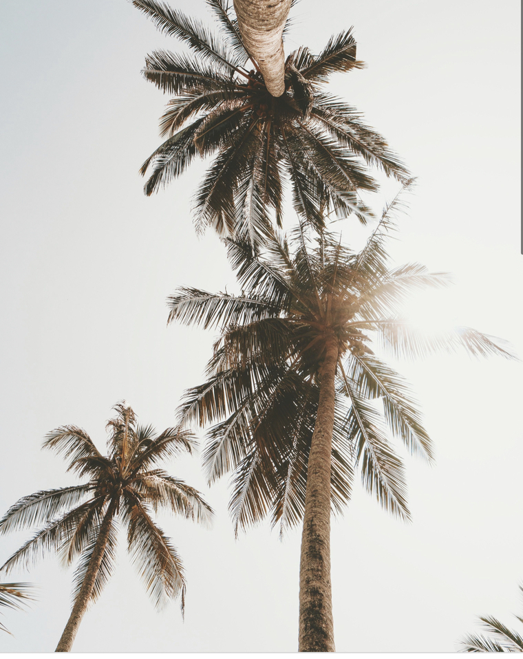 CaliBabyxo banner image