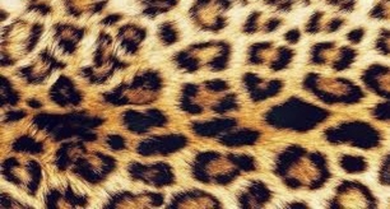 Ketarina cover image
