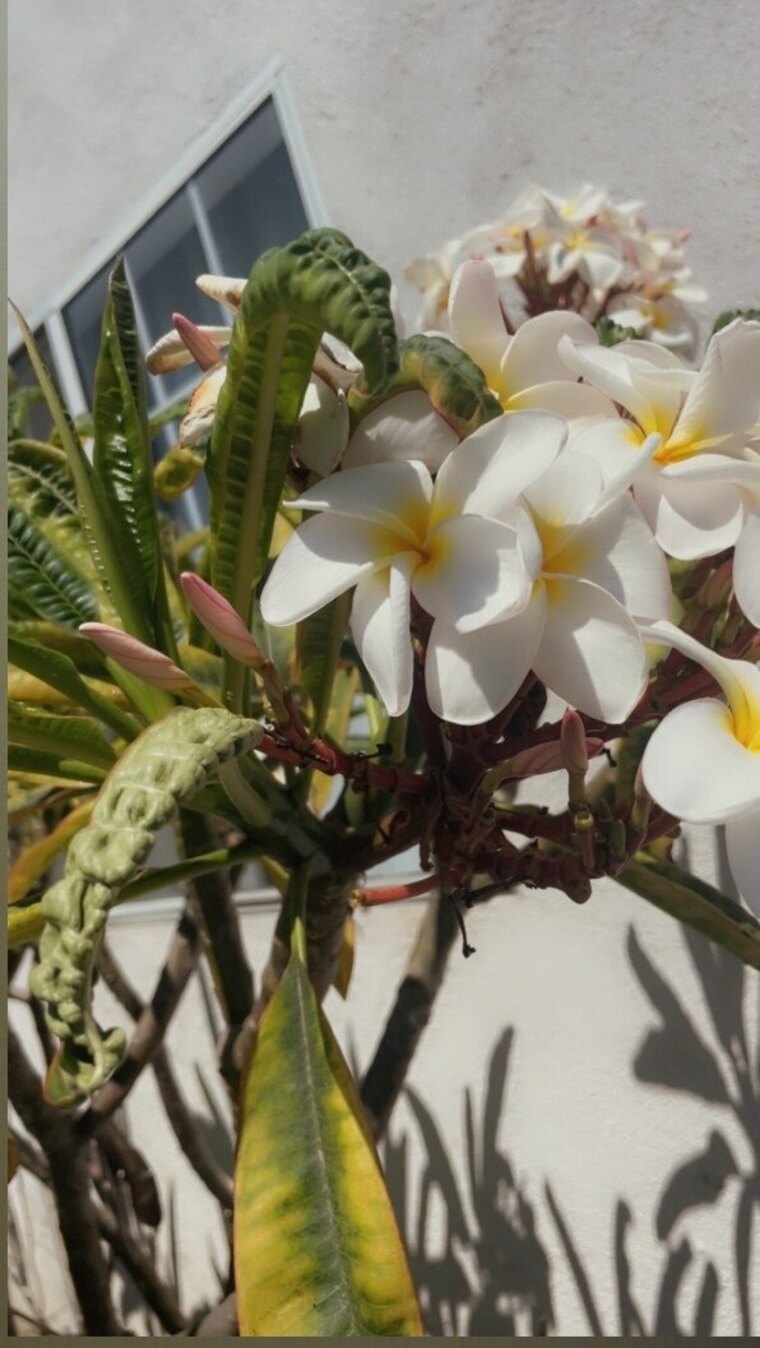 Chelalina cover image
