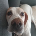 Dogscape avatar