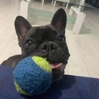Fox avatar