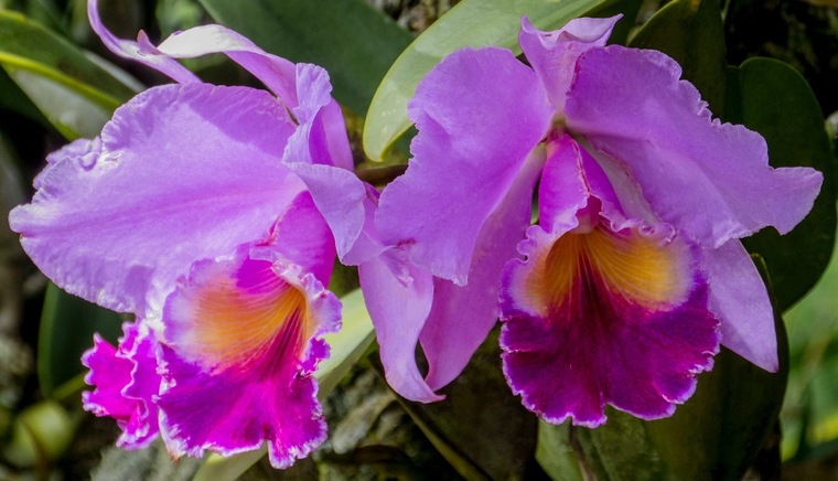 Cataleya banner image