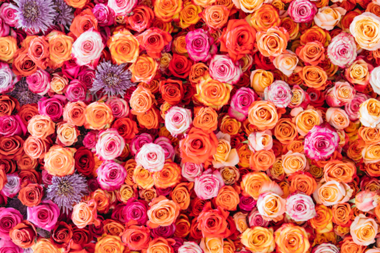 Scandinavian Big Beauty banner image