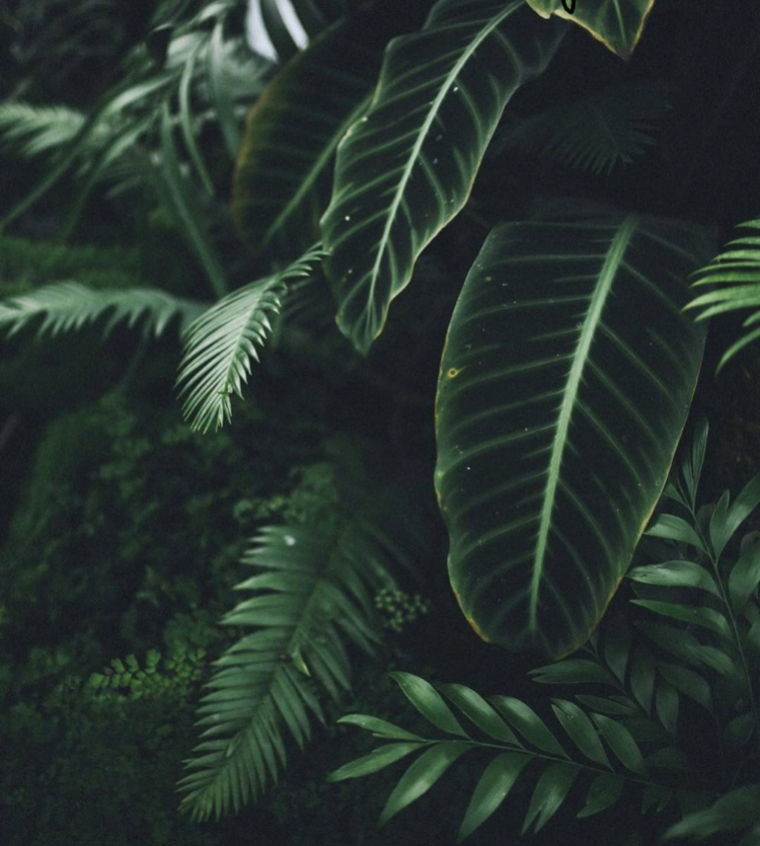 Tigerlily cover image