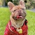 Bold North Frenchies avatar