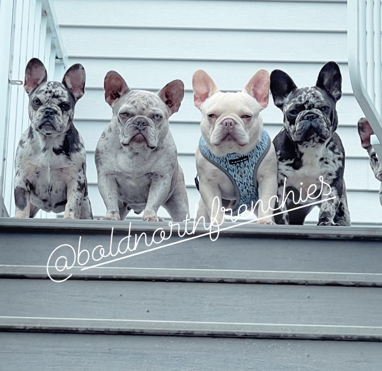 Bold North Frenchies banner image