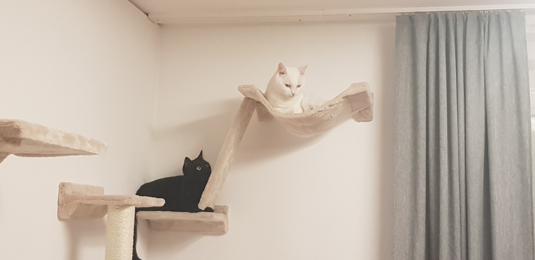 Olli - TheFunnyDeafCat cover image