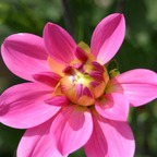Germanflower2021 avatar